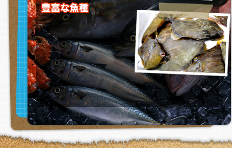 豊富な魚種 豊富な魚種